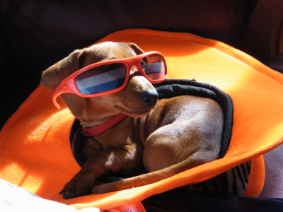 Puppy Luv Farms - Homestead Business Directory